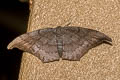 Black Looper Hyposidra talaca