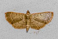 Hypsopygia nonusalis 