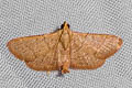 Hypsopygia sp.