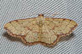 Idaea craspedota