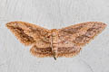 Idaea sp.