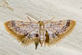 Idaea sp.