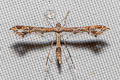 Lantana Plume Moth Lantanophaga pusillidactylus