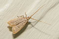 Lecithocera concinna