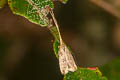 Lecithocera concinna
