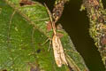 Lecithocera concinna
