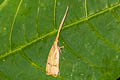 Lecitholaxa sp.