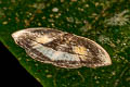 Leucoblepsis ostia