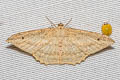 Luxiaria emphatica