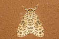 Lymantria panthera