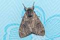 Lymantria semicincta