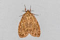 Lymantria sublunata