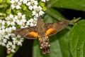 Macroglossum belis