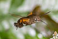 Macroglossum belis