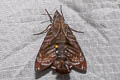 Macroglossum multifascia