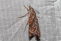 Macroglossum multifascia