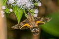 Macroglossum pyrrhosticta