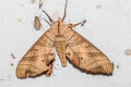 Dull Swirled Hawkmoth Marumba dyras