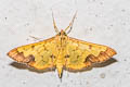 Meroctena tullalis