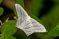 Grey Swallowtail Moth Micronia aculeata