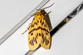 Miltochrista ehyrosta