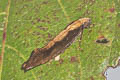 Bird Nest moth Monopis crocicapitella (Pale-backed Detritus Moth)