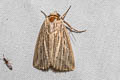 Moore's Wainscot Mythimna moorei 