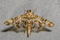 Nausinoe conchylia