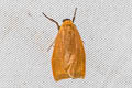 Nishada chilomorpha