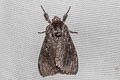 Noctuidae sp.