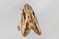 Odontodes sp.