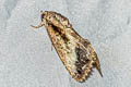 Odontodes sp.