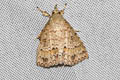 Olulis sp.