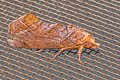 Oraesia emarginata