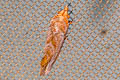 Common Fruit-piercing Moth Oraesia emarginata