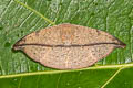 Oreta bicolor