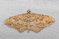 Gem Moth Orthonama obstipata