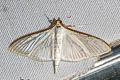 Palpita vitrealis