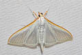 Palpita vitrealis