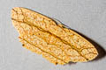 Parasynegia fortilineata