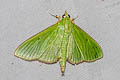 Parotis marginata