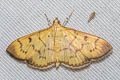 Patania punctimarginalis