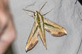 Green Pergesa Hawkmoth Pergesa acteus