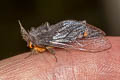 Banyan Tussock Moth Perina nuda