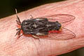 Banyan Tussock Moth Perina nuda