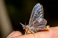 Banyan Tussock Moth Perina nuda