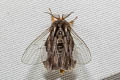 Banyan Tussock Moth Perina nuda