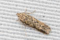 Phthorimaea absoluta