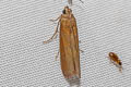 Phycitinae sp.