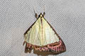 Pitama hermesalis
